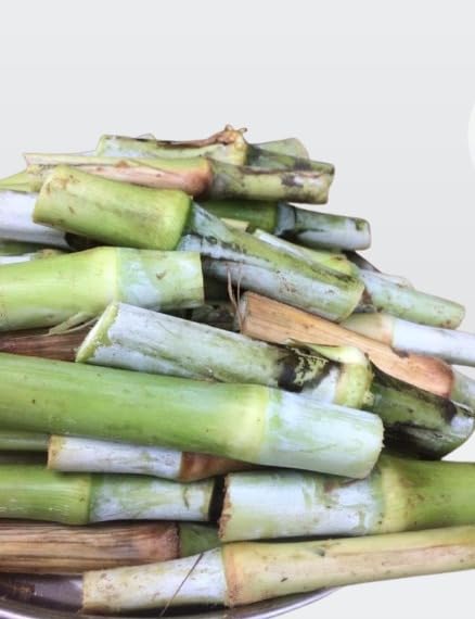 Mecca cross super Napier grass stick best for green chara 25 nos stick | Naturally Grown, Fresh Harvest, Ready to Cook, No Preservatives, Farm Fresh-image-0