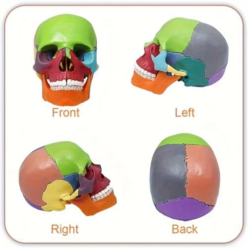 Image of Anatomical Skull Model 15 Parts Human Skull Model Detachable Palm-Sized Multicolor Skull Skeleton Model for Medical Students, Teaching Tools Learning with Color Study Manual(Hand Size)