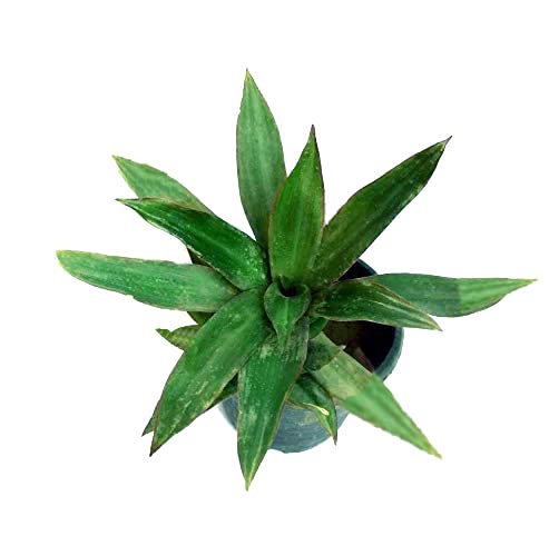 ROOKHRAJ PAUDHSHALA Good Luck Kuber Plant, Outdoor Hanging Plant (B07RBPVMVL) Amazon Price History, Amazon Price Tracker