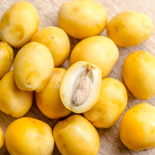 Semillas de interior de palmera datilera, palmera datilera, para lugares soleados, resistentes al invierno 15pcs