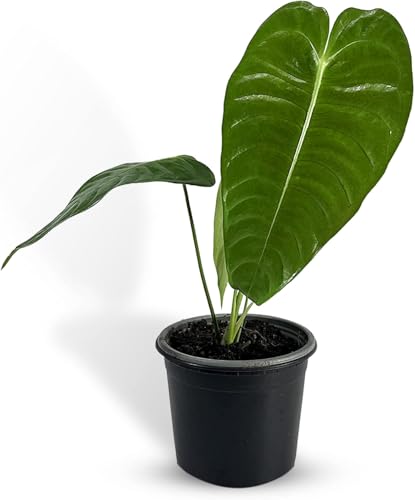LEAL PLANTS ECUADOR Anthurium Veitchii Type| Exotic Green Indoor House