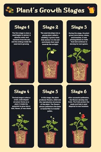 Image of Low Maintenance Hybrid Flower Seeds Combo Pack- All Year Flower Seeds Supply (12 VARIETIES RAINY SEASON COMBO)