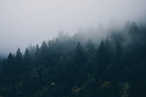 Forest trees fog (No.011078) - Poster Art Print on Canvas 24x16 inch