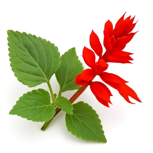 50 Graines de Sauge Eclatante Feu de la Saint-Jean (Salvia splendens) - SemiSauvage Permaculture - graines reproductibles