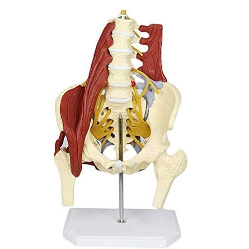 Sjdopulse Human Lumbar Spine Pelvic Muscle Model-Adult Proportion-Used In Medical Education Research
