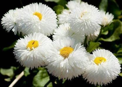 Green World BELLIS PERENSIS DAISY WHITE FLOWER SEEDS FOR KITCHEN GARDENING (20 seeds) (B09LT2YH2K) Amazon Price History, Amazon Price Tracker