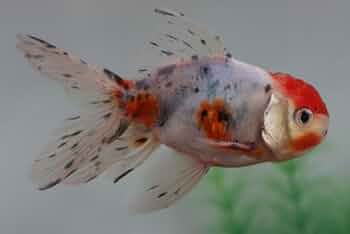 さ*丸様 【匿名配送】 (限定品) うきよゑもん 天狗金魚 メダカ・金魚の炭玉 小3個入｜郵便局のネットショップ