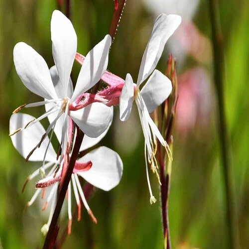 New Fresh 80pcs Gaura Lindheimeri Flower Seeds White