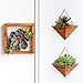 Artisanal Geometric Air Plant Holder – Made From High­Quality, Sustainably Sourced Wood – Minimalist Style & Easy­To­Hang Design – Ethical Geometric Wall Decor Air Plant