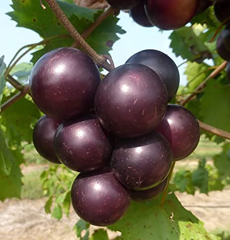 Royal Paradise Garden Rare Grape Fruit Seed"Muscadine Red" Exotic 20 Fruit seeds for Growing (B094BX9WMJ) Amazon Price History, Amazon Price Tracker
