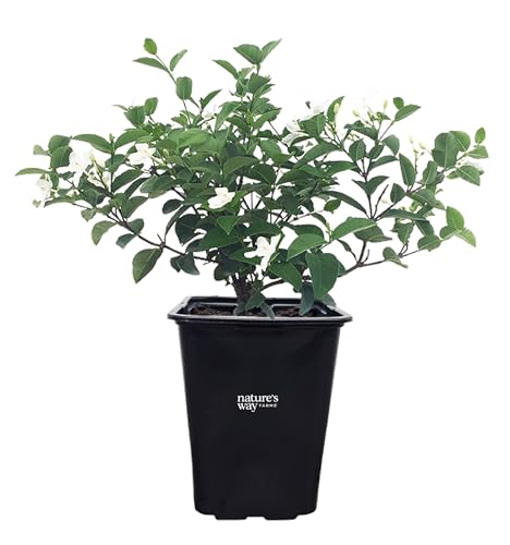 Nature's Way Farms Jasmine Asian Snow 18-24 in.