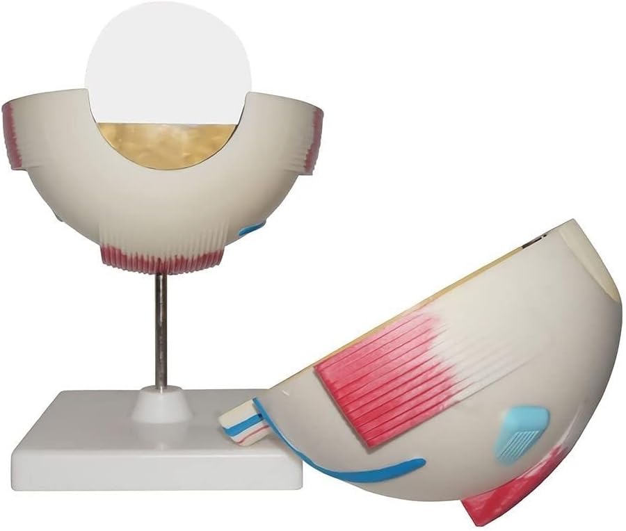 Detachable 6X Human Eye Anatomical Model, Anatomically Accurate Normal Eye Model, for Scientific Classroom Research and Demonstration Teaching