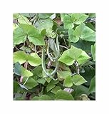 Seeds & Plants Shop by Ipsa