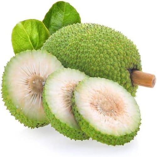 100pcs Green Breadfruit Seeds Fast Growing Suitable for Indoor & Outdoor Gardens