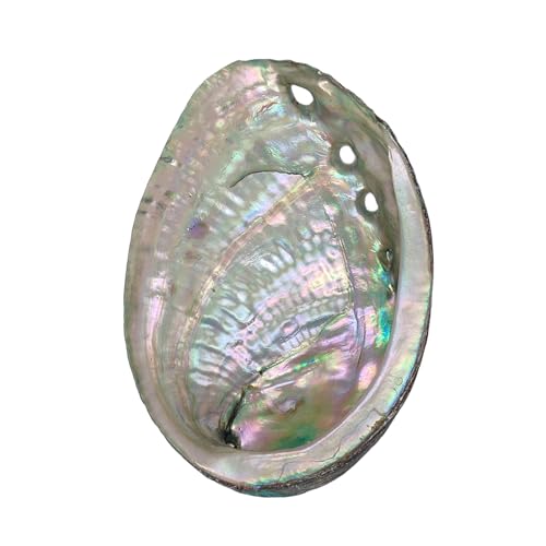 BRBASAP Large Abalone Shell Bowl Natural Smudge Bowl for Sage Burning and Incense Sea Shell Smudging Bowl for Decor and Display 4.7-5.12 Inch