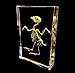 Real Bird Skeleton Specimen in Acrylic Block Paperweights Science Classroom Specimens for Science Education(5.3x3.5x1 inch)