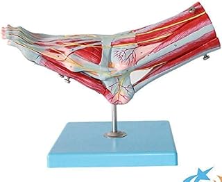 9-Foot Model Part Size Life Medical Anatomical Model of Foot Skeleton with ligaments, Muscles, Nerves and Arteries