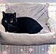 PataGrande Katzenbett für Heizungen, Kuschelige Heizungsliege für Katzen, mit flauschigem Kissen, Katzenhängematte für Heizungen, Katzenliege für Heizkörper, Grau, Maschinenwaschbar