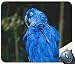 Produktbild - Gemeinsame Gaming Mouse pad, der papagei Blue - Bird - maßgeschneiderte rechteckige Muster - Mousepad Gaming Mouse pad