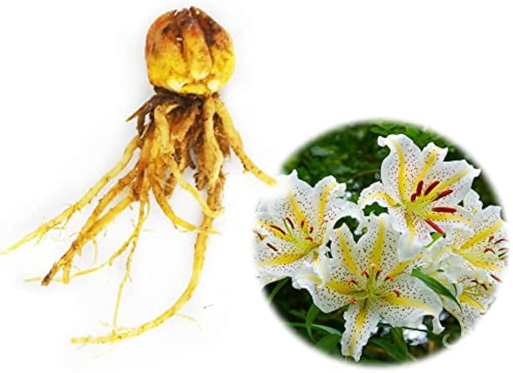 Amazon.co.jp: 【 2025年開花球 】ユリ『 ヤマユリ 球根 』1