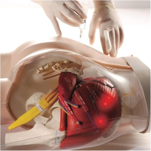 Modelo de práctica de inyección intramuscular glútea semi-transparente para entrenamiento miniatura 3