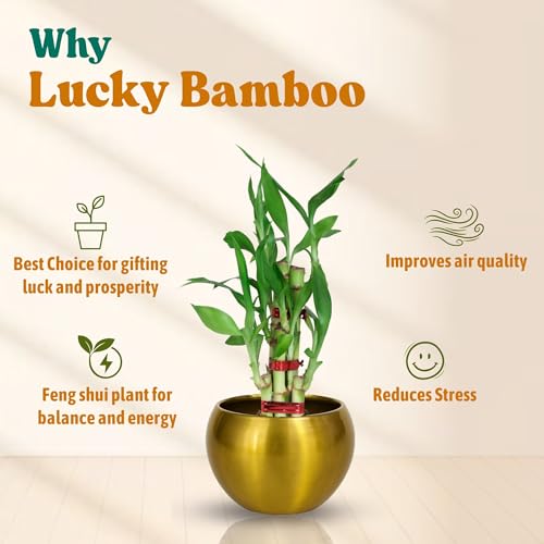 Image of Amulya FARMS Lucky Bamboo Mini 2 Layer Plant in Golden Metal Pot | Indoor Live Bamboo Plants for Home Decor, Living Room, Office, Desk Decoration | Vastu & Feng Shui Good Luck Plant