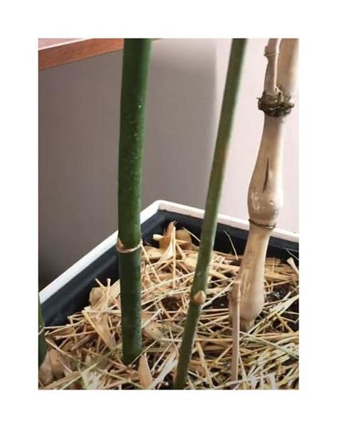 Stk - 15x Bambusa ventricosa Buddha Bauch Garten Pflanzen - Samen B768 - Seeds Plants Shop Samenbank Pfullingen Patrik Ipsa - Image 4