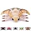 Brown Dead Leaf Moth 14.96inch