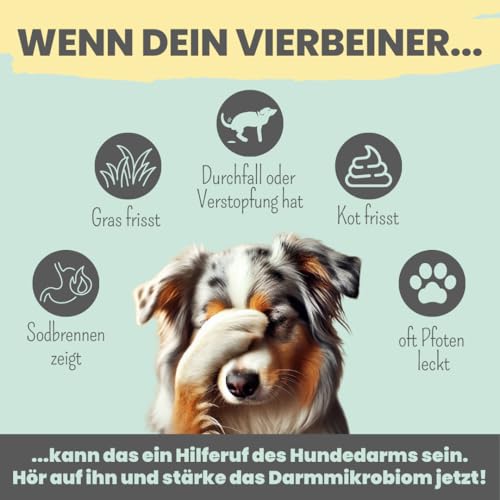 noms+ Probio Belly Snacks für Hunde | bei Sodrennen, Grasfressen, Kotfressen & Verstopfung | Darmaufbau mit Probiotika BIOTICS³-Komplex | geeignet für Allergiker & Sensible Hunde | XXL-Beutel