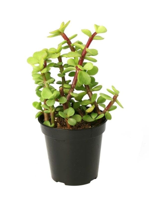 Eco Bloom's - Lucky Jade Live Plant for Home Indoor Outdoor, Feng Shui Lucky Crassula Plant for Garden, Natural Air Purifier Bonsai Good Luck : With Black Pot-picture-12