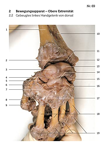 Image of Lernkarten Anatomie