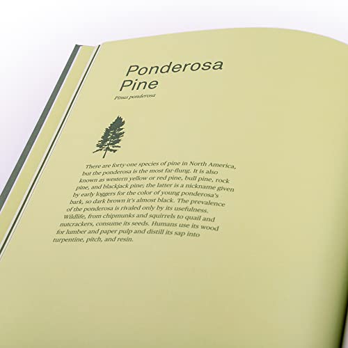 Drawing Trees: Trace Thirty Different Trees and Their Leaves, Branches, and Seeds (Guided Drawing Mi