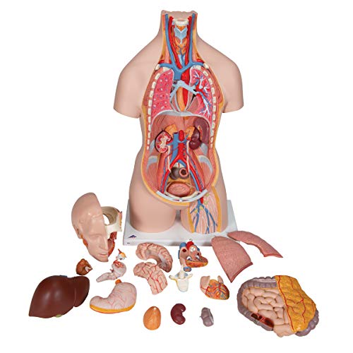 Image of 3B Scientific B19 Classic Unisex Torso 18-part w / opened neck and back - 3B Smart Anatomy