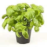 spiceboxx 6x frisches Basilikum Genoveser (6 Töpfe D 12cm)