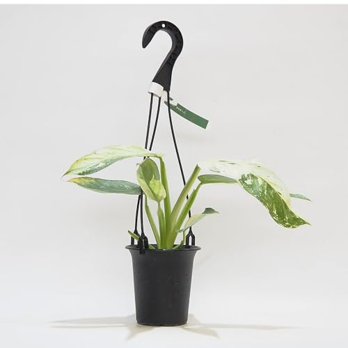 ITANSE フィロデンドロン ホセボーノ(ジョセボーノ) 斑入り 吊り鉢 3.5号 1個売り【品種で選べる観葉植物】学名:Philodendron 'Jose Buono'/サトイモ科 非耐寒性常緑多年草●フィロデンドロンの中でも、特に美しい斑入り葉が魅
