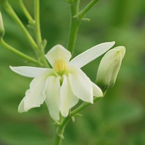 Amazon モリンガ 種 分かりやすい栽培方法付き プランター植え可 種まき時期４月 ８月 10g 種