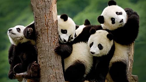 PUZZLECABIN Rompecabezas 5000 Piezas de los más Hermosos Rompecabezas temáticos de Pandas para Adultos y niños Mayores de 10 años