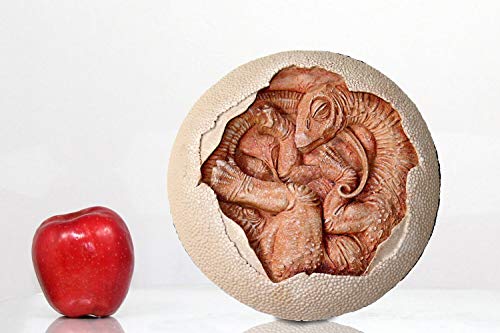 Image of TITANOSAUR Embryo