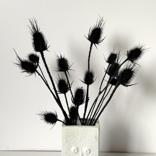 Flores Secas Echinops Dried 13-15 Bolas Decorativas miniatura 1