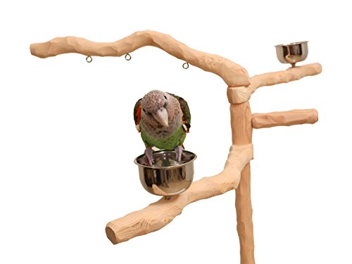 Parrot Wizard Perfect Tree For Parrots #TOP6