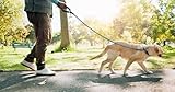 Hundeleine Retrieverleine, Führleine Zugleine Moxonleine für mittelgroße große Hunde 185 x 1,2 cm aus starkem Nylonseil, mit Einer Fingerzahnbürste für Hunde und Katze, Fingerling