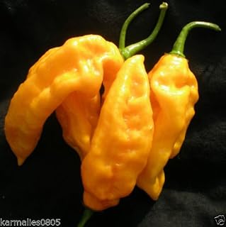 (100) de color amarillo SEMILLAS Naga Jolokia