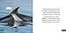 Raintree Baby Dolphins (Baby Animals).
