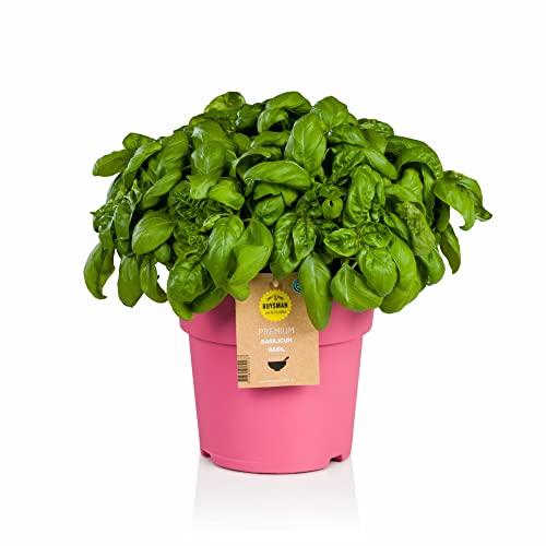 Planta Aromática de Albahaca Italiana Natural - Uso Culinario