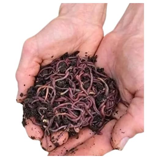 HomeGrownWorms - 250+ (1/4LB) Live Red Wiggler Composting Worms - Live Delivery Guaranteed - Vermicomposting Garden Red Wrigglers - Eisenia Fetida - Wiggle Worm Farm