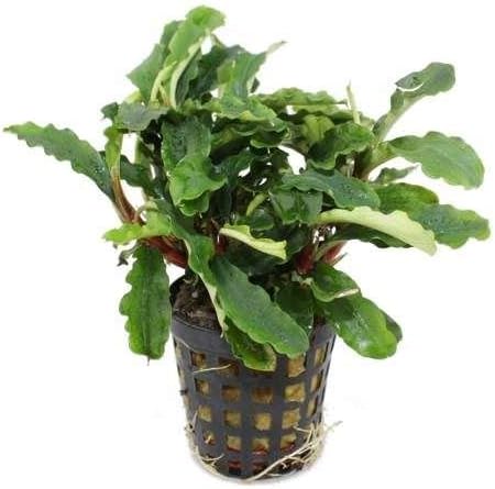 Bucephalandra 'Green Velvet' - Live Aquarium Plant