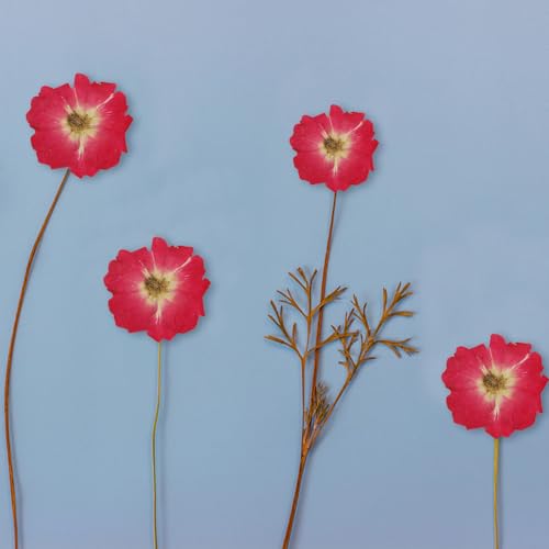 12 unidades Flores naturales secas prensadas para manualidades miniatura 6