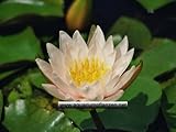 1 Zwergseerose der Sorte Walter Pagels, weisse Blüte, Teichpflanzen, Wasserpflanzen