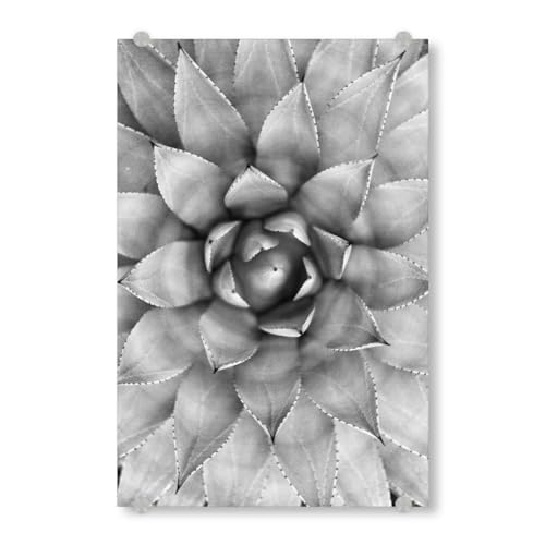artboxONE Acrylglasbild 90x60 cm Natur Agave Photography Bild hinter Acrylglas - Bild Agave Cactus Kaktus