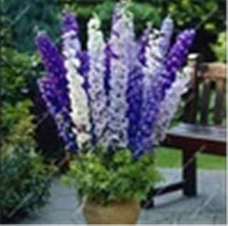Virtue Grande promozione 50 pezzi Misti colorato Bonsai Delphinium Fiore in Vaso Giappone Bella Camera Gigante giardino di Fiori Hardy Seeds: 13: Only Seeds